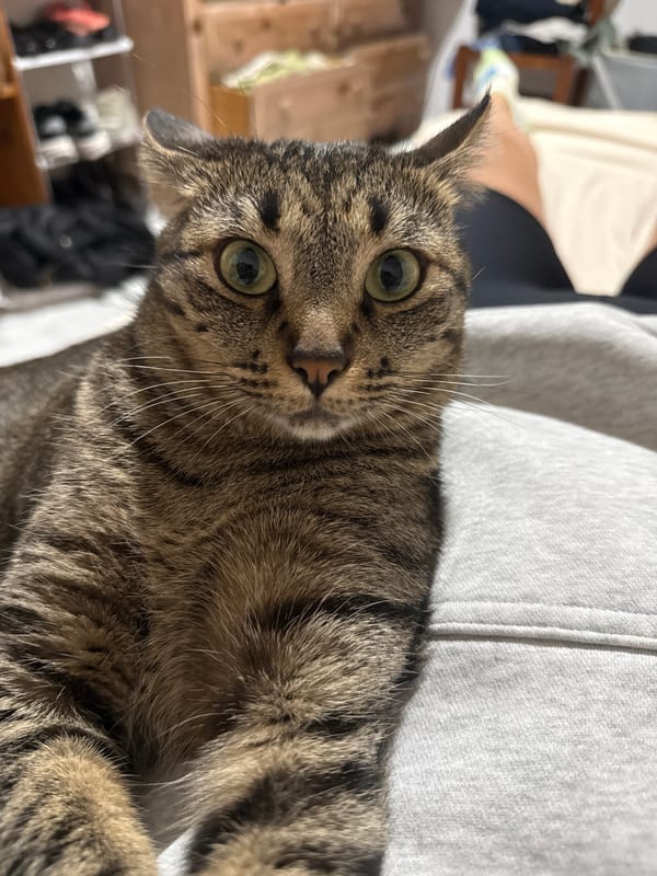 Woman and cats photographed in domestic scenes, Puebla Mexico