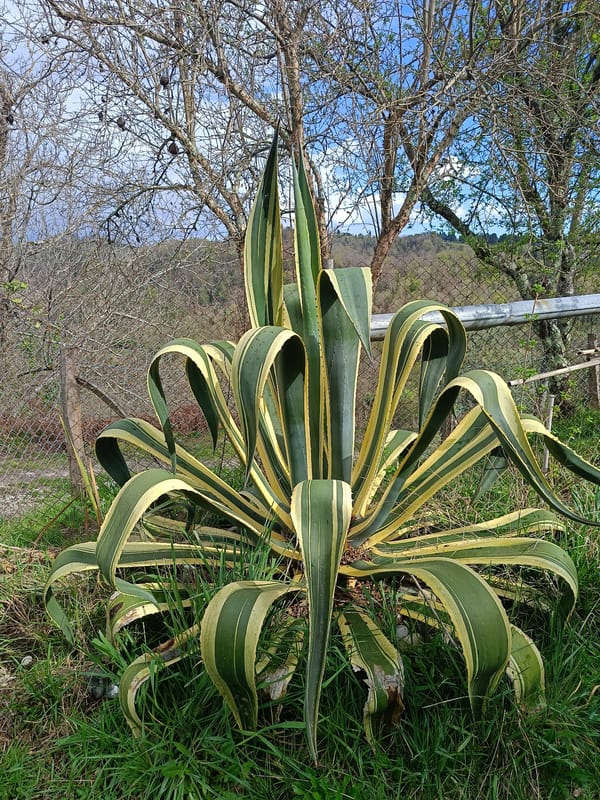 Rural springtime scenes documented in Yuada-Gulrypsh, Abkhazia