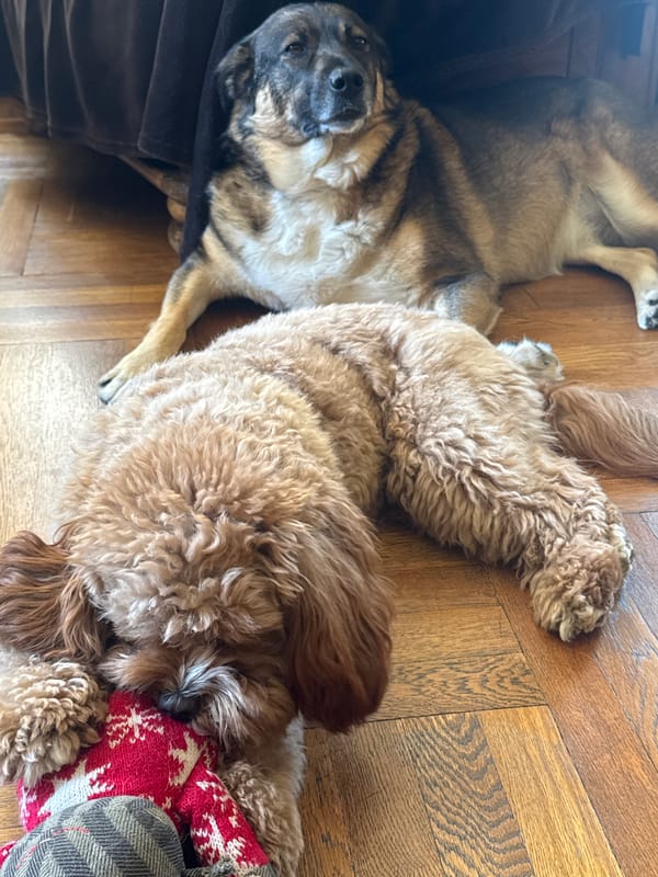 Two dogs rest and play indoors in Burgas