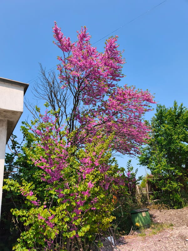Spring blooms captured in Burgas development area