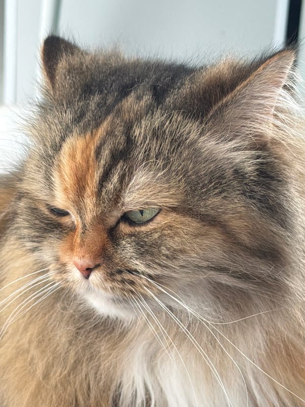 Kyiv apartment morning: cat, collectibles, and balcony views