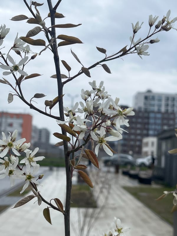 Spring day moments captured across Saint Petersburg buildings and streets