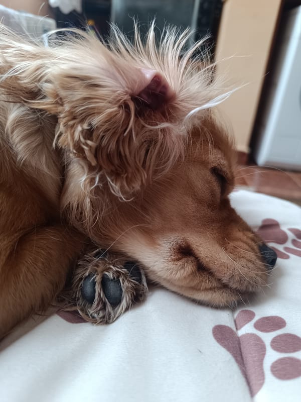 Cocker Spaniel sleeps peacefully on paw-print blanket