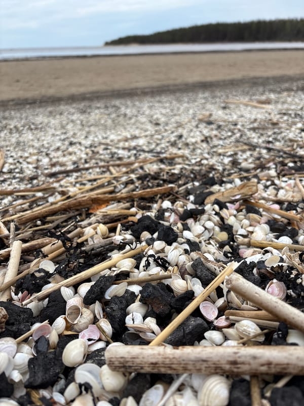 Witness documents beach debris and dogs at Jūrmala, Latvia