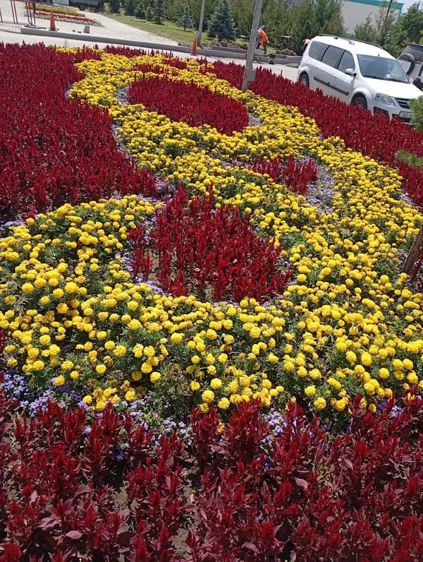 Colorful marigold and celosia flower bed in Almaty park