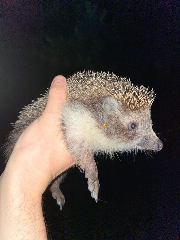Hedgehog handled and explored outdoors at night in Protvino