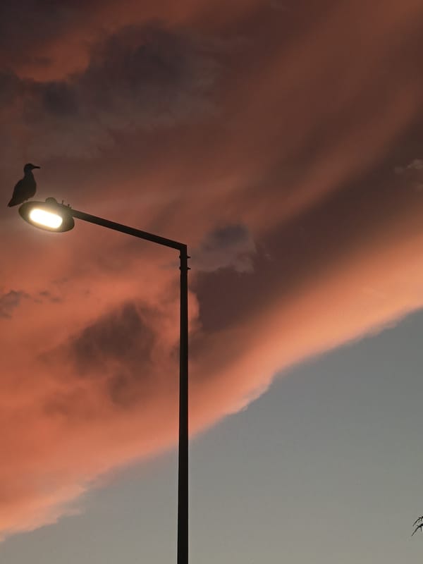 Seagull on a street lamp, framed against a dusk sky.