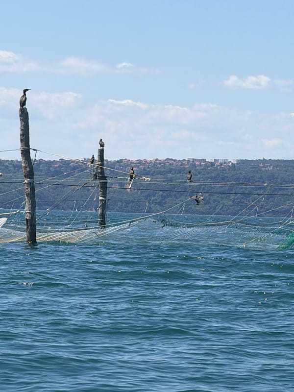 Cormorants rest on Black Sea fishing poles near Varna's coast