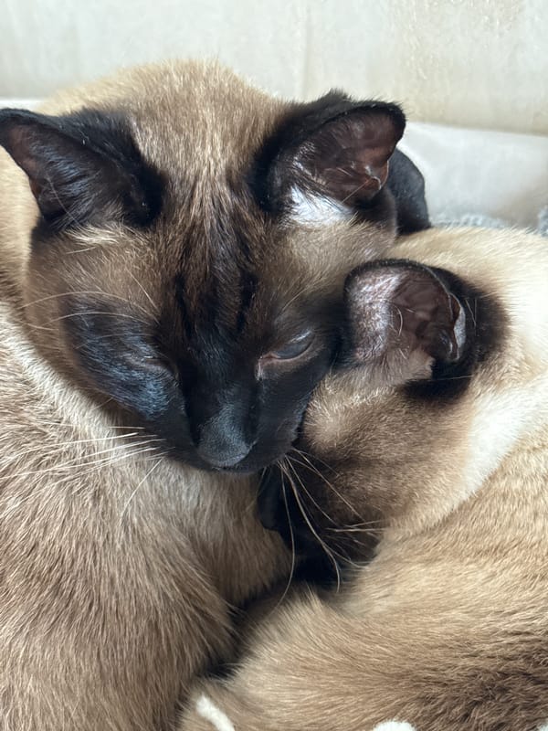 Woman spends quiet afternoon with Siamese cats in Russian home