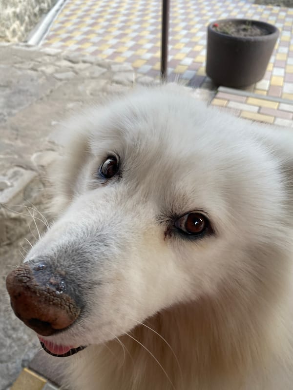 Fluffy white dog, a flowering sumac, and fresh strawberries