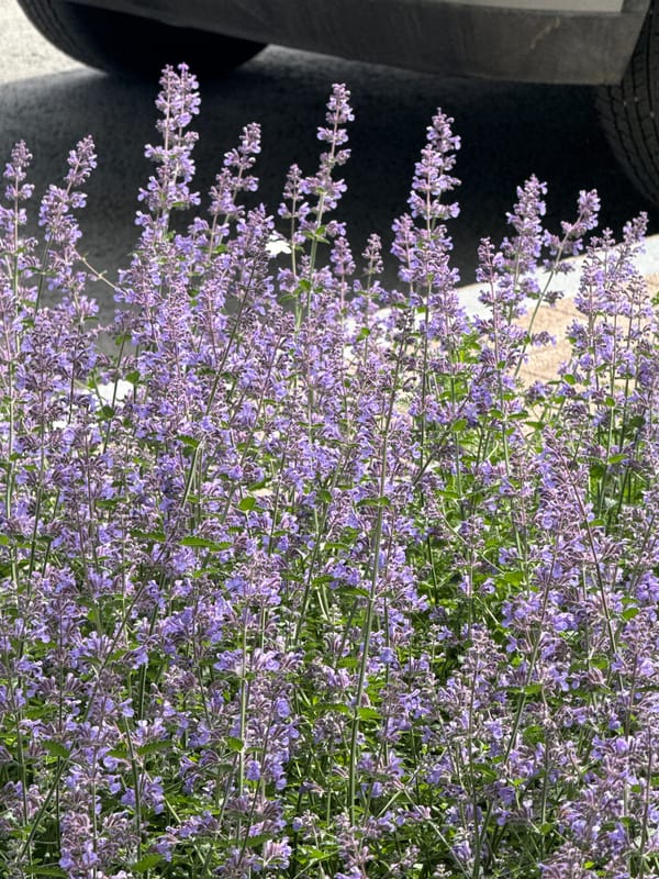 Morning nature walk documented in Perm, Russia gardens and streets