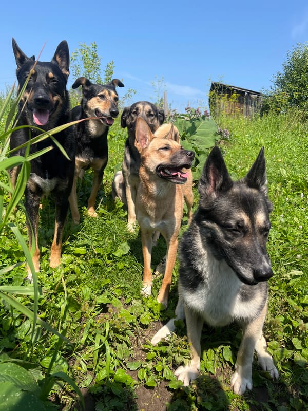 Mixed pack of dogs on a sunny afternoon in Nizhny Tagil