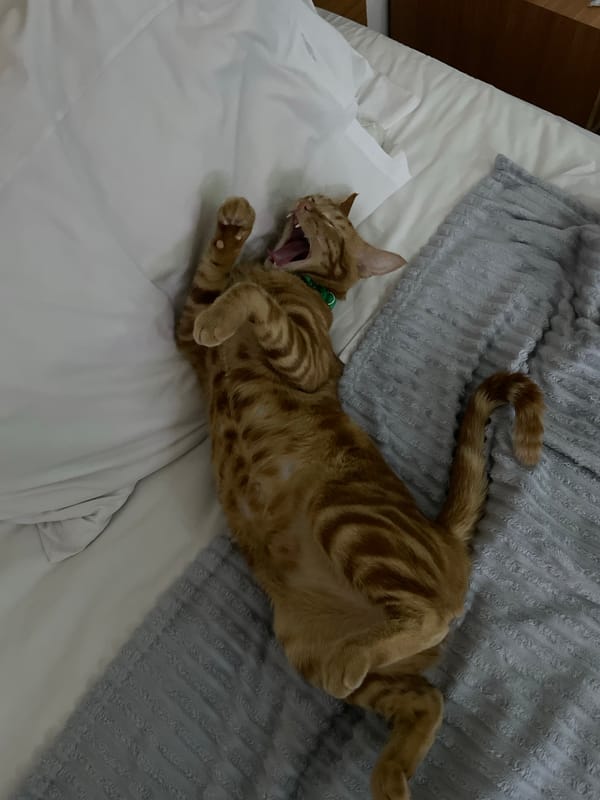 Orange tabby cat rests and receives attention in Kuta Selatan