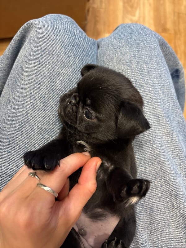 Afternoon with puppies and laptop work in Perm