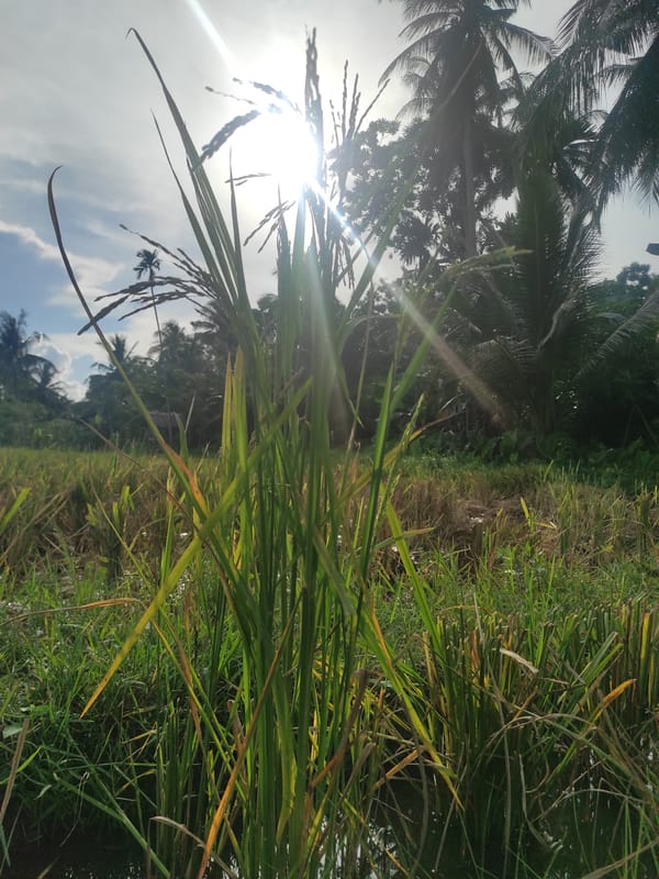 Morning sunlight illuminates rice fields in Lhokseumawe, Indonesia