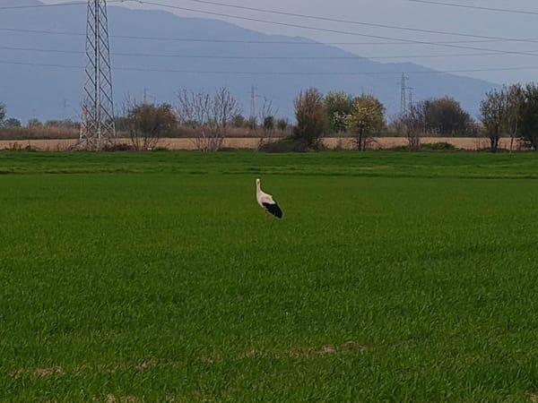White storks spotted in agricultural fields during brief afternoon sighting