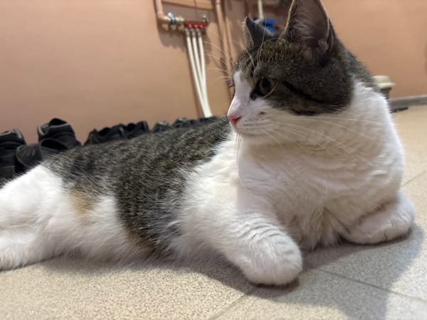 Grey tabby cat on tiled floor, every angle covered