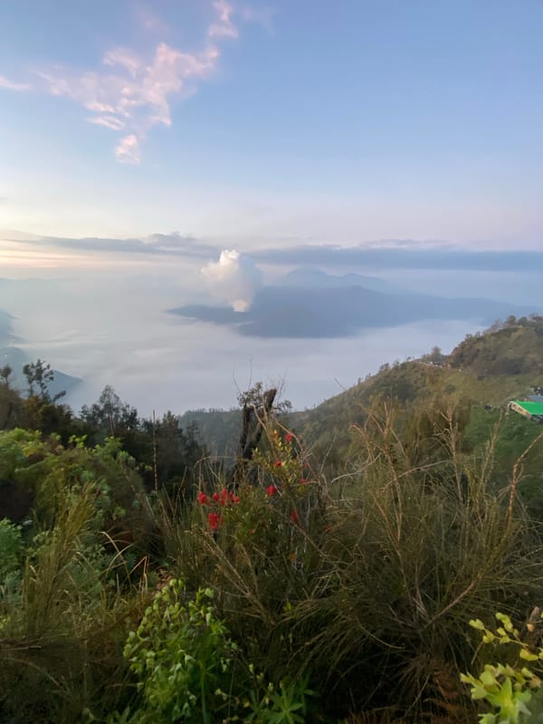 Natural landscape with red flowering bush observed in Cemorolawang