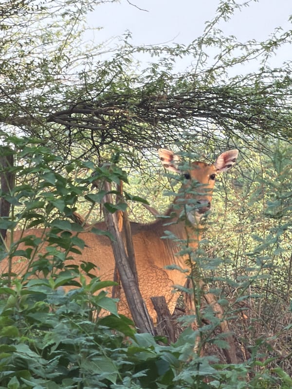 Wildlife and nature documented in Delhi park during afternoon visit