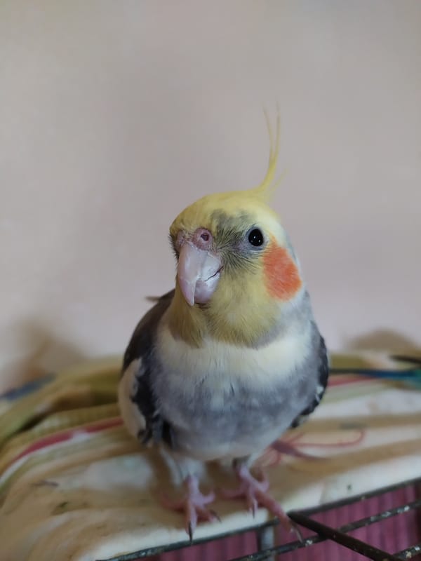 Pet cockatiels and a budgie at home in Bilajari