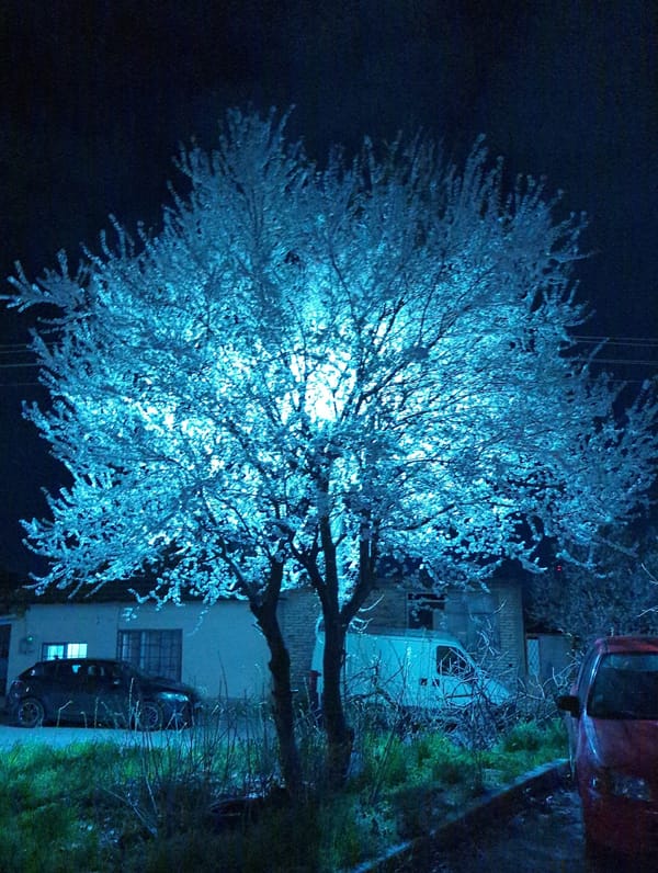 Tree mysteriously illuminated at night in Razgrad, Bulgaria