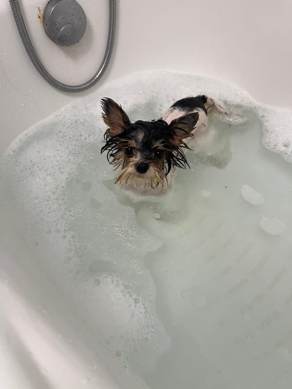 Yorkshire Terrier bath time, start to finish, Sochi
