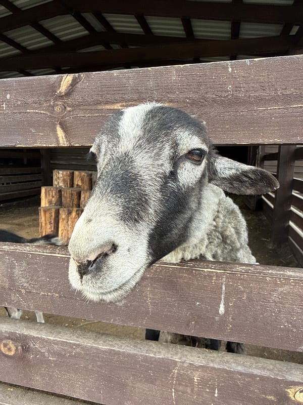 Russian petting zoo animals observed by visitors Sunday morning