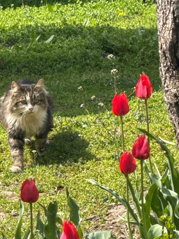 Cat rests among tulips in Bulgarian garden