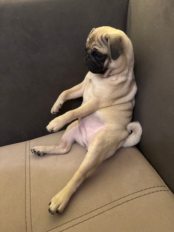 Pug puppy spotted relaxing on couch in sprawled position