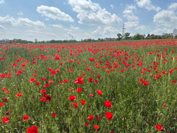 Red poppy field blooms captured near Stara Zagora, Bulgaria