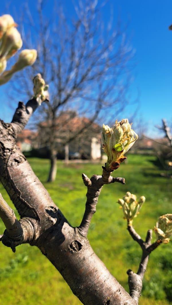 Spring buds emerge on urban trees, ladybug spotted