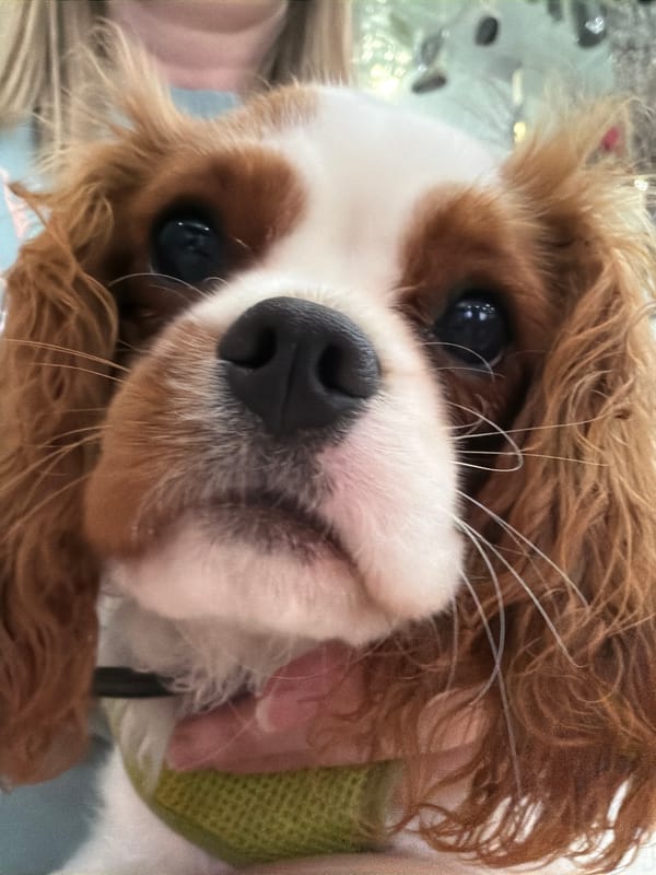 Cavalier King Charles Spaniel at home, many angles