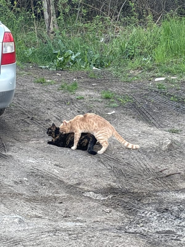 Two cats interact on street in Sofia, Bulgaria