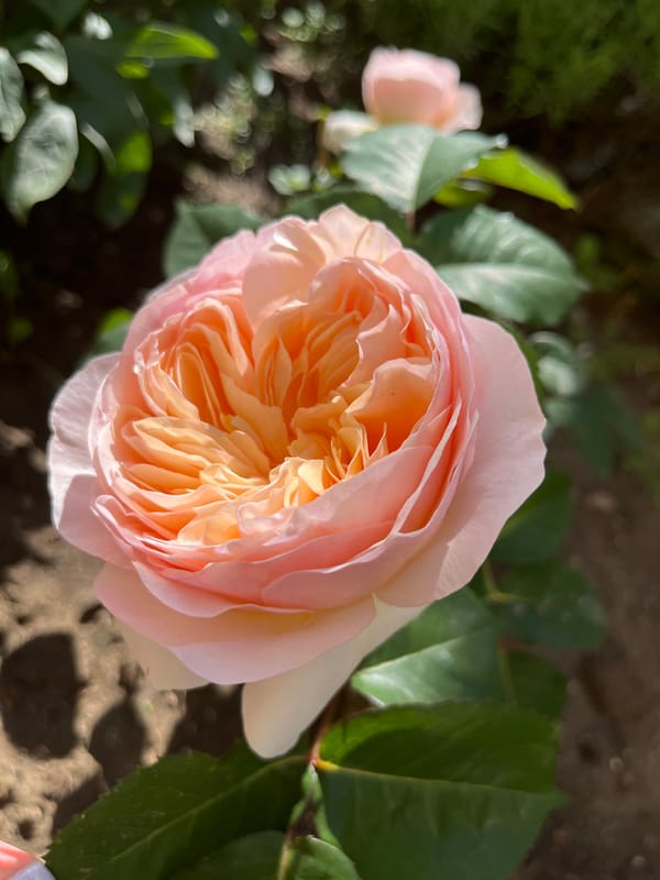 Garden flowers documented in bloom across unknown location