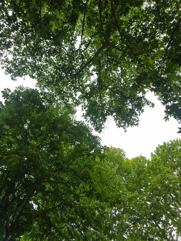 Person documents peaceful park stroll in Blagoevgrad, Bulgaria