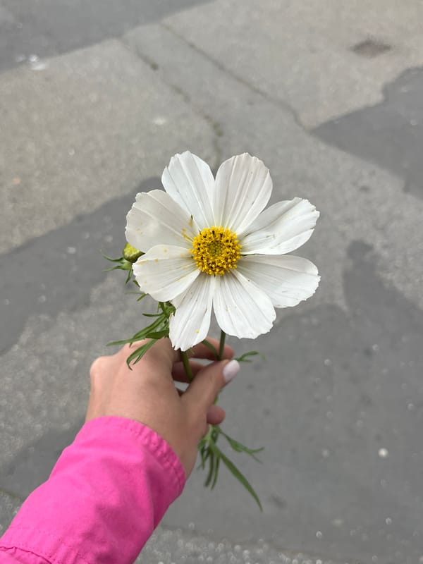 Browsing Kraków flowers and goods on a June morning