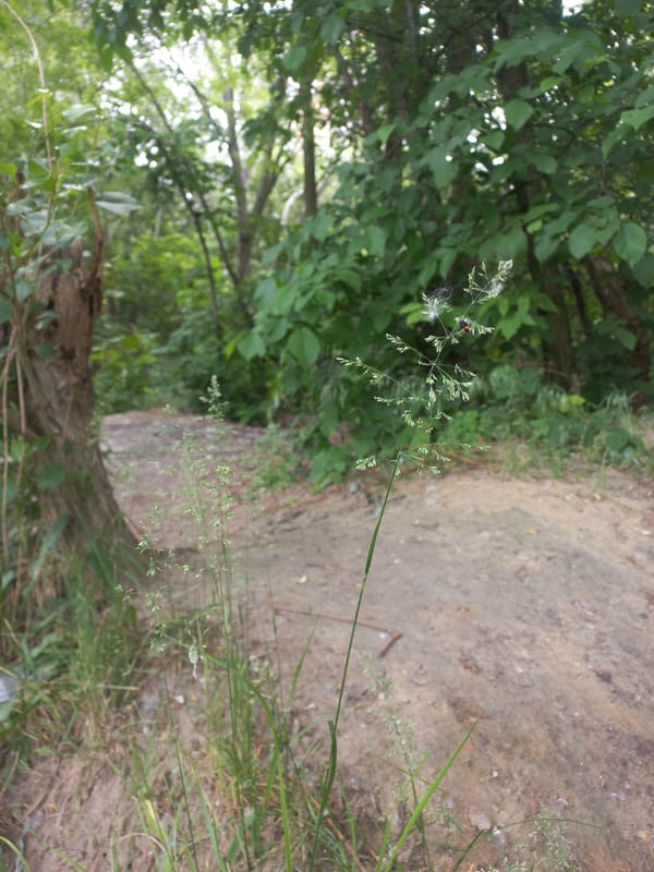 Morning nature walk documented across Kyiv's urban green spaces