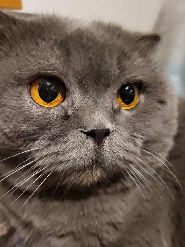 A quiet night in with a Scottish Fold cat and late-night snacks