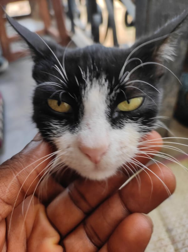 Cat held for close-up photo in Jos, Nigeria