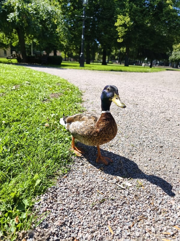 Norrköping city park in full summer bloom