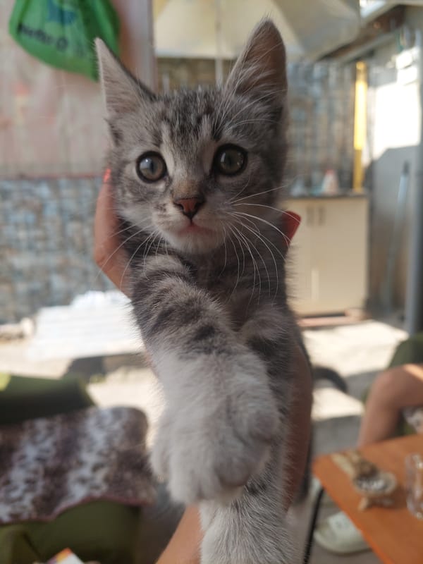 Grey tabby kitten getting petted on a cozy blanket in Chișinău