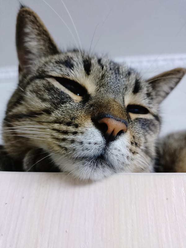 A lazy afternoon at home in Almaty, all cats and quiet moments.