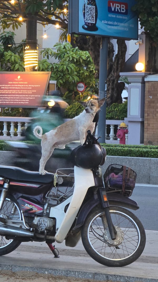 Dog on motorcycle handlebars, beachgoer spotted in Nha Trang