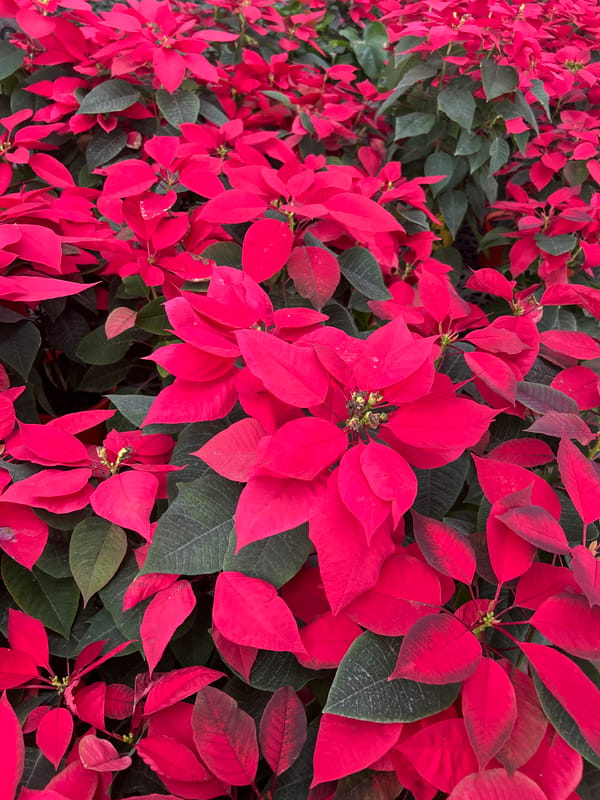 Poinsettia Display Photographed in Loma Verde, Argentina