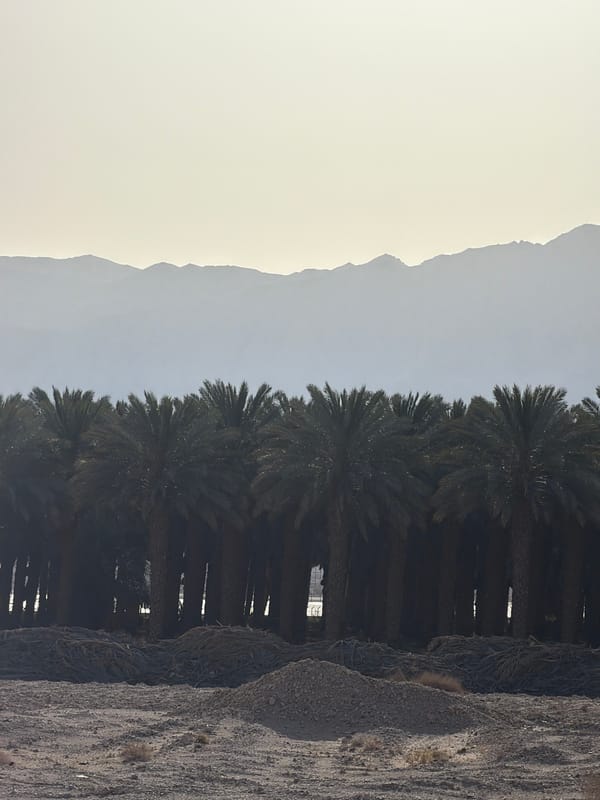 Desert landscape with mountains and palms documented in southern Israel