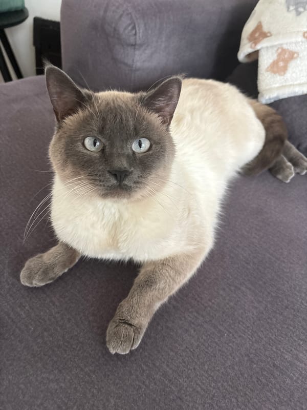 Pet sightings captured in Antwerp homes