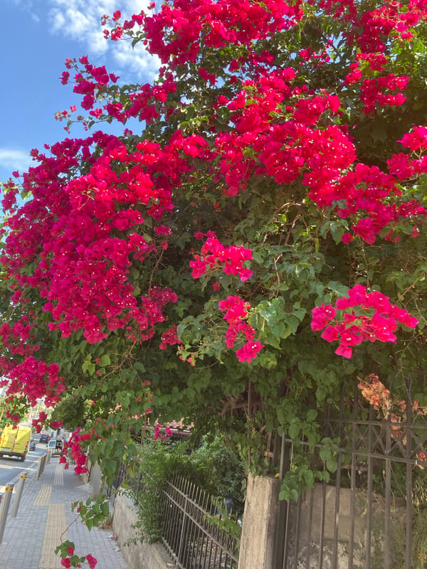 Morning stroll through a flower-lined urban streetscape, coffee in hand