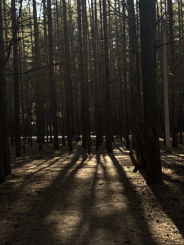 Forest scenes and child's activity documented in Chaikovsky, Russia