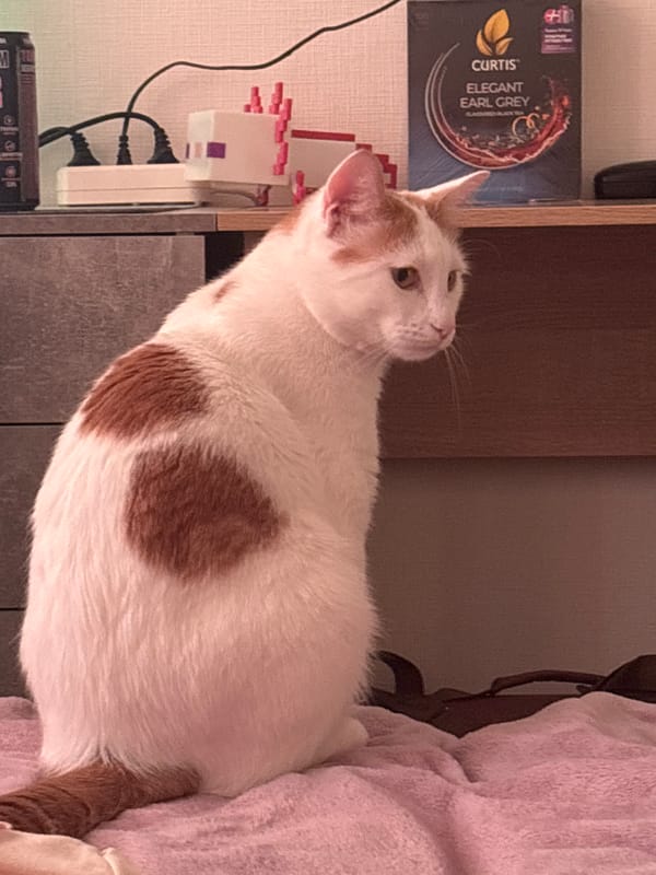 White cat with ginger patches photographed indoors in Sinyavino