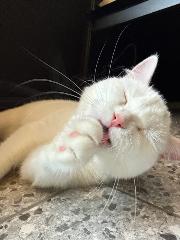 White cat going about its day across indoor and outdoor spots
